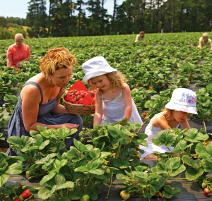 Picking strawberries at Sunny Ridge Strawberry